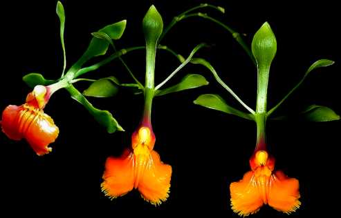 Epidendrum pseudoepidendrum
